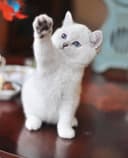 Mr. White thumbnail 2